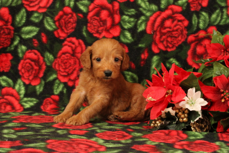 puppy, for, sale, Mini Goldendoodle F1, Matthew B. Stoltzfus, dog, breeder, Gap, PA, dog-breeder, puppy-for-sale, forsale, nearby, find, puppyfind, locator, puppylocator, aca